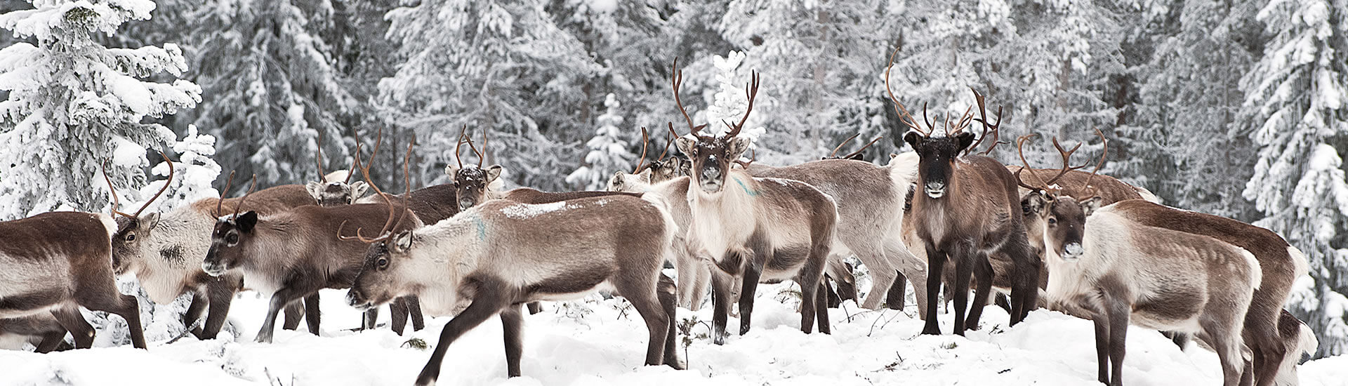 we-are-inspired-by-the-nature-bg-01